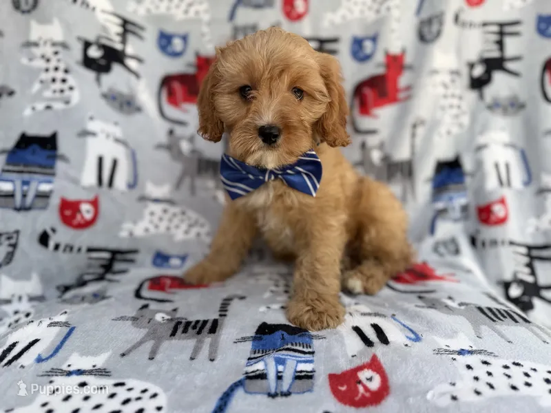 Conner – Cavapoo puppy for sale in Lakeland, FL