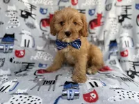 Conner, a male Cavapoo for sale in Lakeland, FL – 1 of 9
