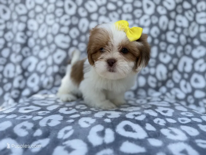 Grace – Lhasa Apso puppy for sale in Lakeland, FL