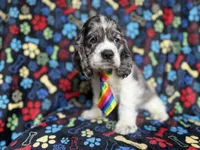 Hero, a male Cocker Spaniel for sale in Lakeland, FL – 8 of 8