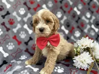 Whiskey, a male Cockapoo and Poodle - Miniature  for sale in Lakeland, FL – Photo 6 of 9