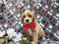Whiskey, a male Cockapoo and Poodle - Miniature  for sale in Lakeland, FL – Photo 3 of 9