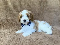 Shadow, a male Cavapoo for sale in Lakeland, FL – 7 of 10