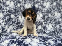 Whitney, a female Beagle for sale in Lakeland, FL – 9 of 9