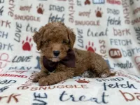 Adam, a male Cavapoo and Poodle - Miniature  for sale in Lakeland, FL – 3 of 9