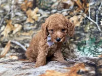Landon, a male Cavapoo for sale in Lakeland, FL – 2 of 9