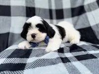 Simon, a male Shih Tzu and Shichon for sale in Lakeland, FL – 7 of 10