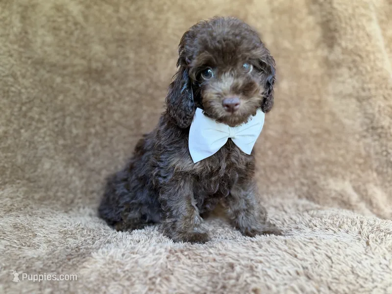Chase – Cavapoo puppy for sale in Lakeland, FL