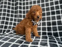 Levi, a male Goldendoodle and Poodle - Miniature  for sale in Lakeland, FL – 5 of 8