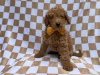 Moose, a male Poodle - Miniature  for sale in Lakeland, FL – 9 of 9