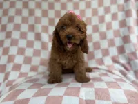 Reba, a female Cavapoo for sale in Lakeland, FL – 8 of 9