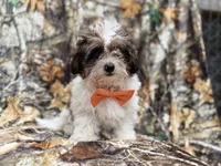 Dagger, a male Shihpoo for sale in Lakeland, FL – 2 of 10