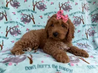 Blaire, a female Cavapoo for sale in Lakeland, FL – 3 of 7