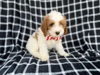 Boss, a male Cavapoo for sale in Lakeland, FL – 2 of 9
