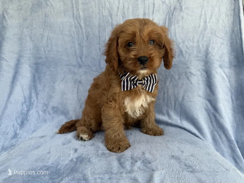 Bronx – Cavapoo puppy for sale in Lakeland, FL