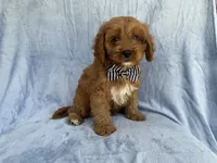 Bronx, a male Cavapoo for sale in Lakeland, FL – 7 of 7
