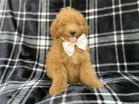 Dayton, a male Miniature Goldendoodle for sale in Lakeland, FL – 7 of 8