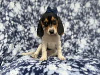 Whitney, a female Beagle for sale in Lakeland, FL – 3 of 9