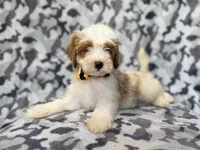 Sparky, a male Cavapoo for sale in Lakeland, FL – 4 of 9