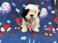 Sullivan, a male Shih Tzu and Shichon for sale in Lakeland, FL – 4 of 9