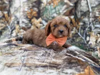 Nacho, a male Cavalier King Charles Spaniel and Poodle - Miniature  for sale in Lakeland, FL – Photo 2 of 9