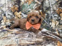 Nacho, a male Cavalier King Charles Spaniel and Poodle - Miniature  for sale in Lakeland, FL – Photo 3 of 9