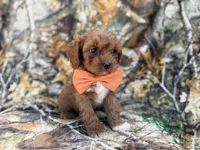 Nacho, a male Cavalier King Charles Spaniel and Poodle - Miniature  for sale in Lakeland, FL – Photo 8 of 9