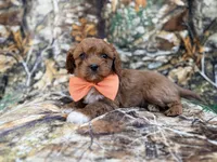 Nacho, a male Cavalier King Charles Spaniel and Poodle - Miniature  for sale in Lakeland, FL – Photo 4 of 9
