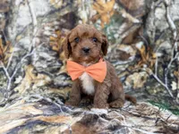 Nacho, a male Cavalier King Charles Spaniel and Poodle - Miniature  for sale in Lakeland, FL – Photo 6 of 9