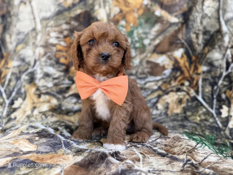 Nacho – Cavalier King Charles Spaniel, Poodle - Miniature  puppy for sale in Lakeland, FL