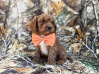 Nacho, a male Cavalier King Charles Spaniel and Poodle - Miniature  for sale in Lakeland, FL – Photo 5 of 9