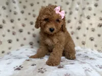 Allison, a female Poodle - Miniature  and Miniature Goldendoodle for sale in Lakeland, FL – 3 of 8