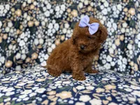 Sasha, a female Miniature Goldendoodle for sale in Lakeland, FL – 4 of 9