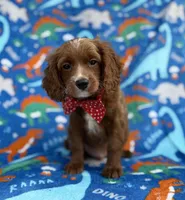 Pongo, a male Cavapoo for sale in Lakeland, FL – Photo 1 of 9