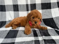 Bruno, a male Cavapoo for sale in Lakeland, FL – 3 of 9