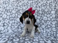 processed/a947c527-b4aa-4e2f-ba5e-a8ec25ed5734/listing/3fcfd700-8ad3-422a-99c6-43b36735c6c7/7a55dc94-3c44-45f9-a95a-28095384f9fa