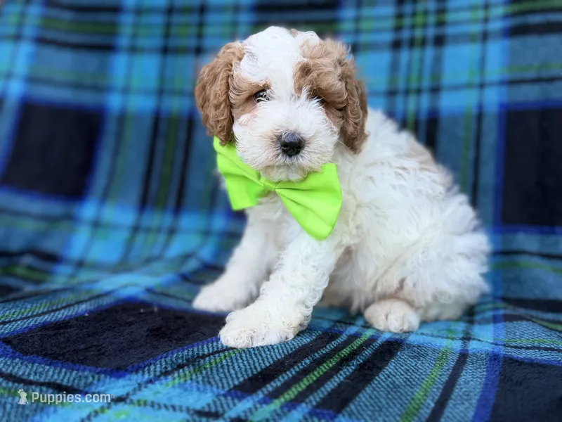 Dexter – Cavapoo, Poodle - Miniature  puppy for sale in Lakeland, FL