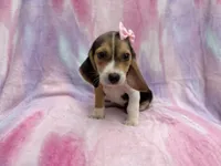 Piglet, a female Beagle for sale in Lakeland, FL – 5 of 8