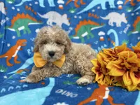 Theo, a male Cockapoo and Poodle - Miniature  for sale in Lakeland, FL – Photo 1 of 9