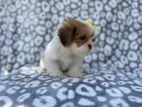 Grace, a female Lhasa Apso for sale in Lakeland, FL – 3 of 9