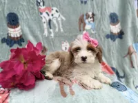 Annie, a female Cockapoo and Poodle - Miniature  for sale in Lakeland, FL – Photo 6 of 9