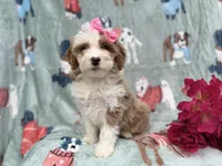 Annie, a female Cockapoo and Poodle - Miniature  for sale in Lakeland, FL – Photo 8 of 9