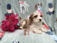 Annie, a female Cockapoo and Poodle - Miniature  for sale in Lakeland, FL – Photo 5 of 9