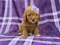 Agnes, a female Cavapoo and Poodle - Miniature  for sale in Lakeland, FL – 8 of 9