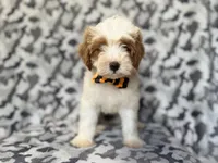 Sparky, a male Cavapoo for sale in Lakeland, FL – 2 of 9
