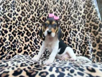 Winnie, a female Beagle for sale in Lakeland, FL – 1 of 9