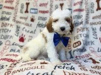 Tofu, a male Poodle - Miniature  for sale in Lakeland, FL – 2 of 10