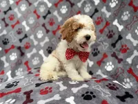 Lucky, a male Cockapoo for sale in Lakeland, FL – 5 of 10
