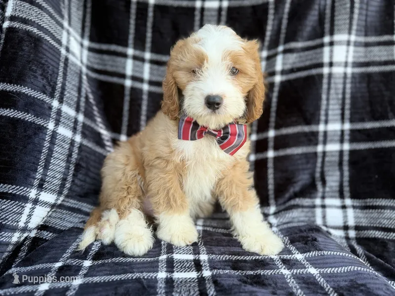 Cobra – Cavapoo puppy for sale in Lakeland, FL