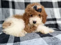 Pepper, a female Cockapoo for sale in Lakeland, FL – 4 of 8
